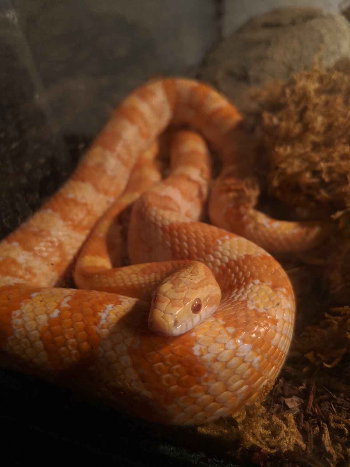 Kornnatter (Pantherophis guttatus) – 🐍 Kornnatter abzugeben