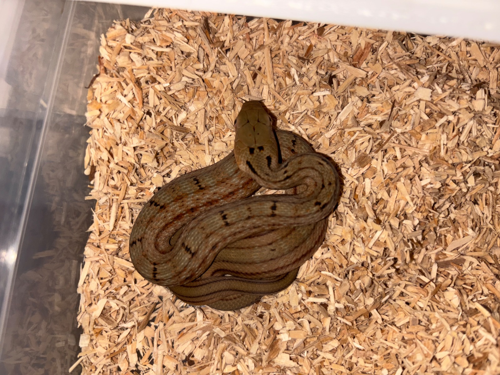 Stinknatter (Elaphe carinata) – 3.4 Elaphe carinata High Yellow aus eigener Nachzucht
