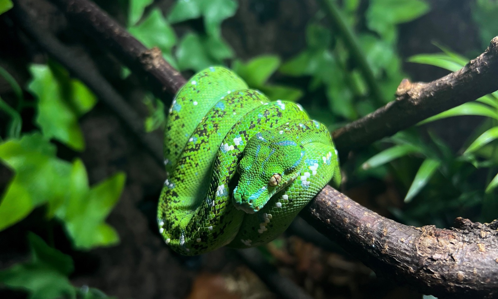 Grüner Baumpython – Aru (Morelia viridis) im Terrarium