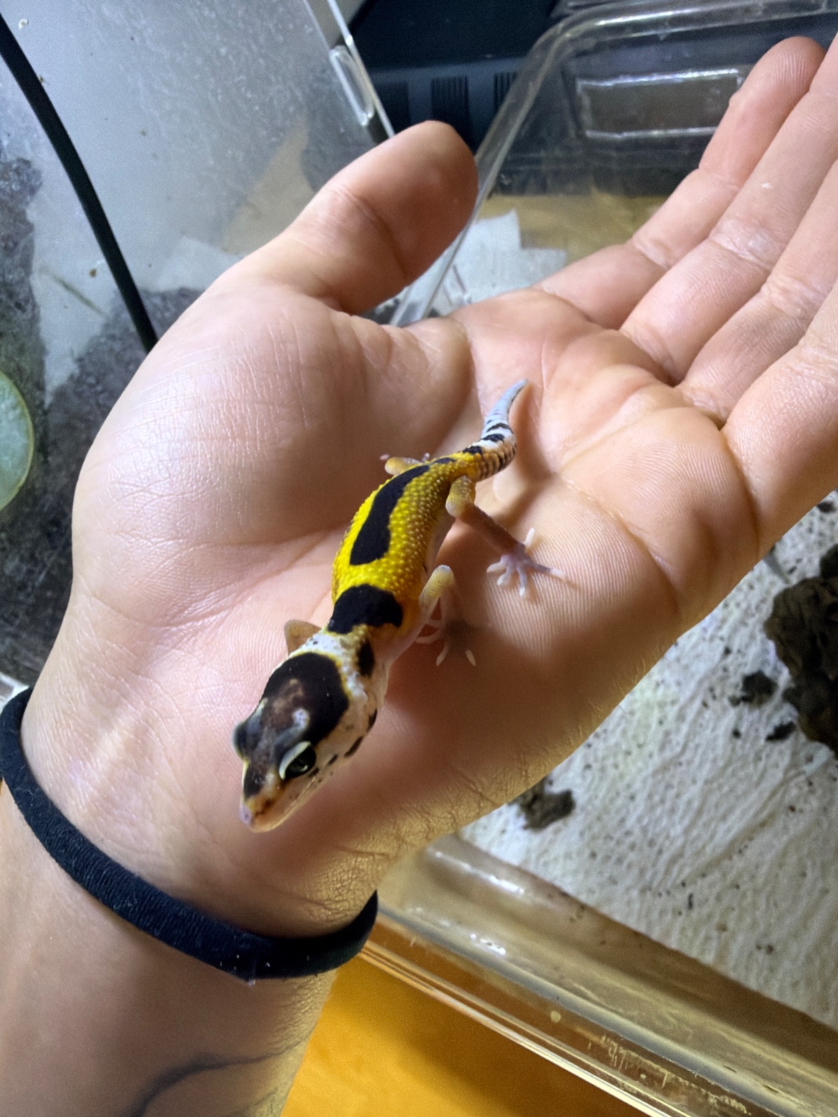 Leopardgecko (Eublepharis macularius) – Leopardgecko DNZ 2026