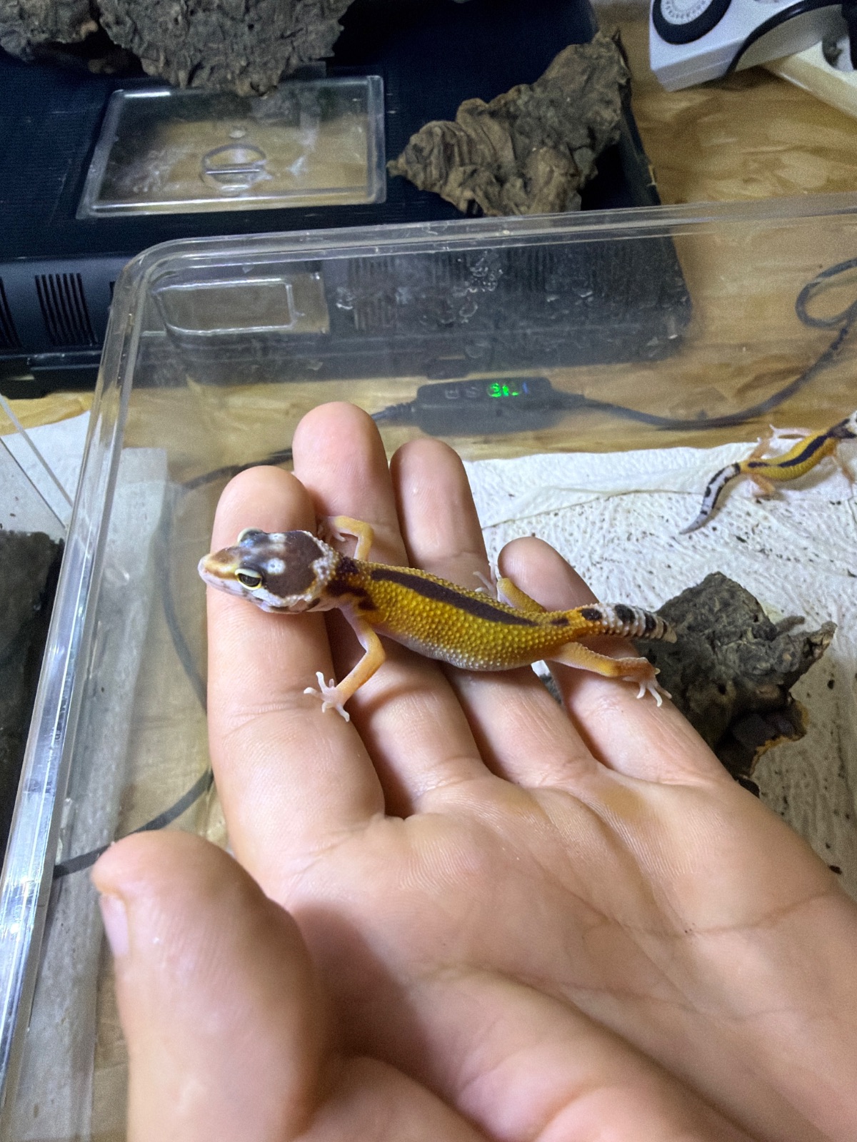 Leopardgecko (Eublepharis macularius) – Leopardgecko DNZ 2026