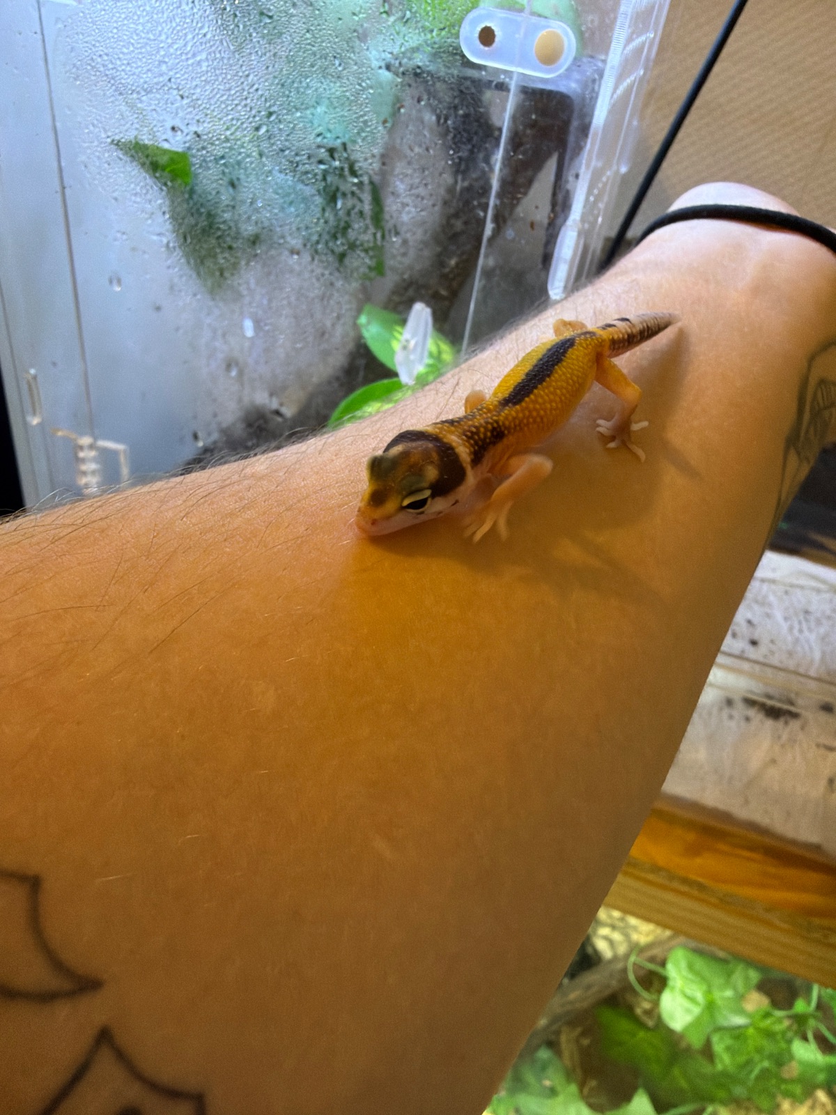 Leopardgecko (Eublepharis macularius) – Leopardgecko DNZ 2026 