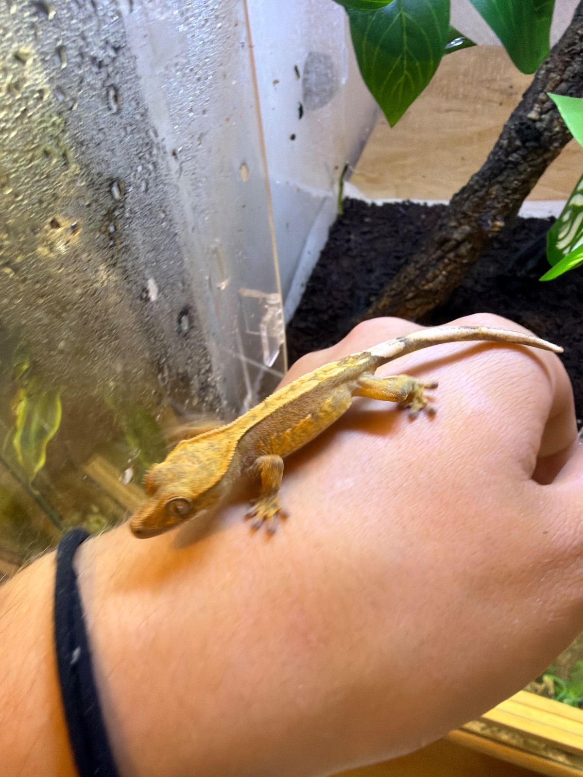 Kronengecko (Correlophus ciliatus) – Kronengecko DNZ 2026 Flame Typ