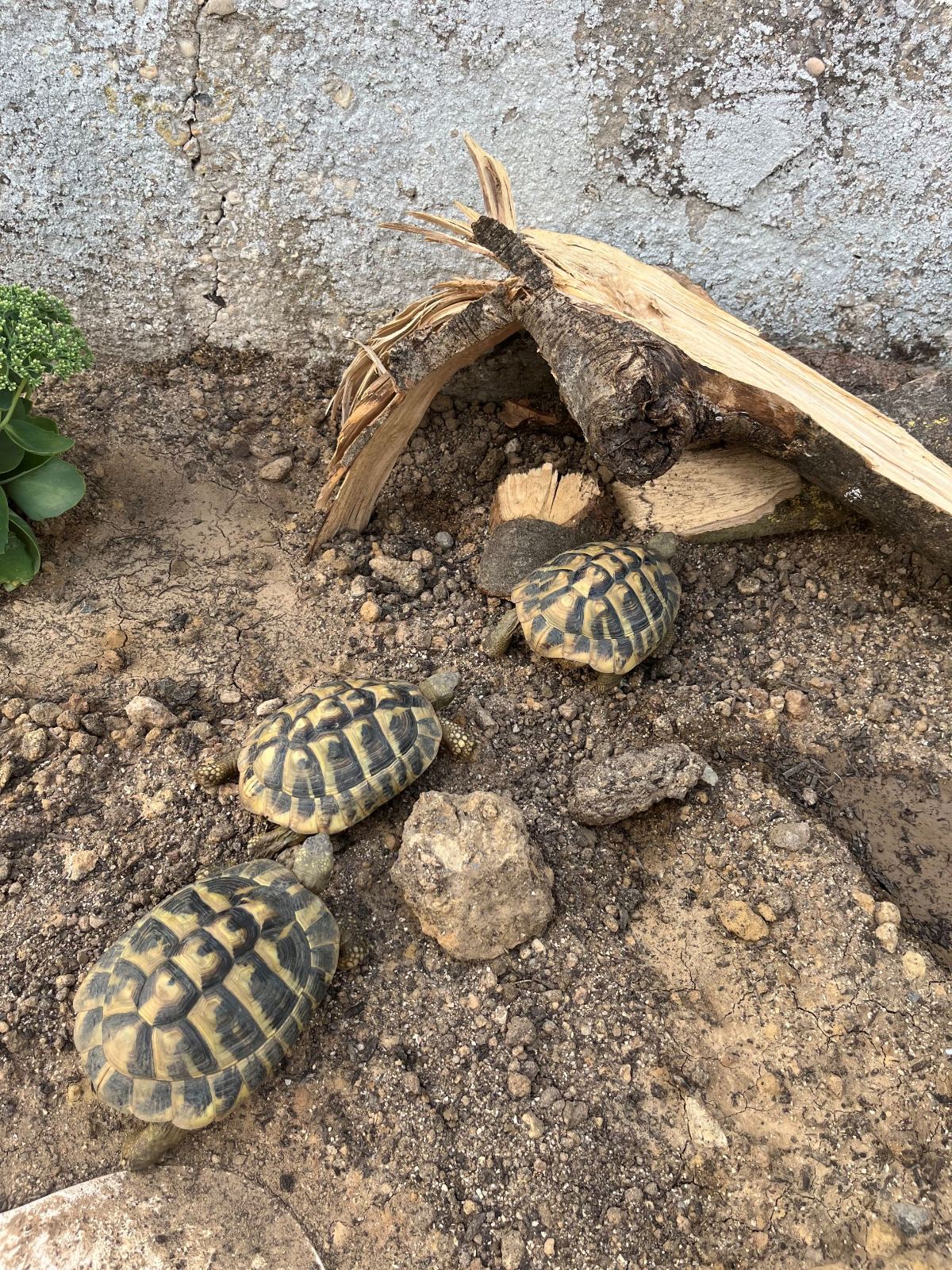 Griechische Landschildkröte – Westlich (Testudo hermanni hermanni) – Griechische Landschildkröten abzugeben