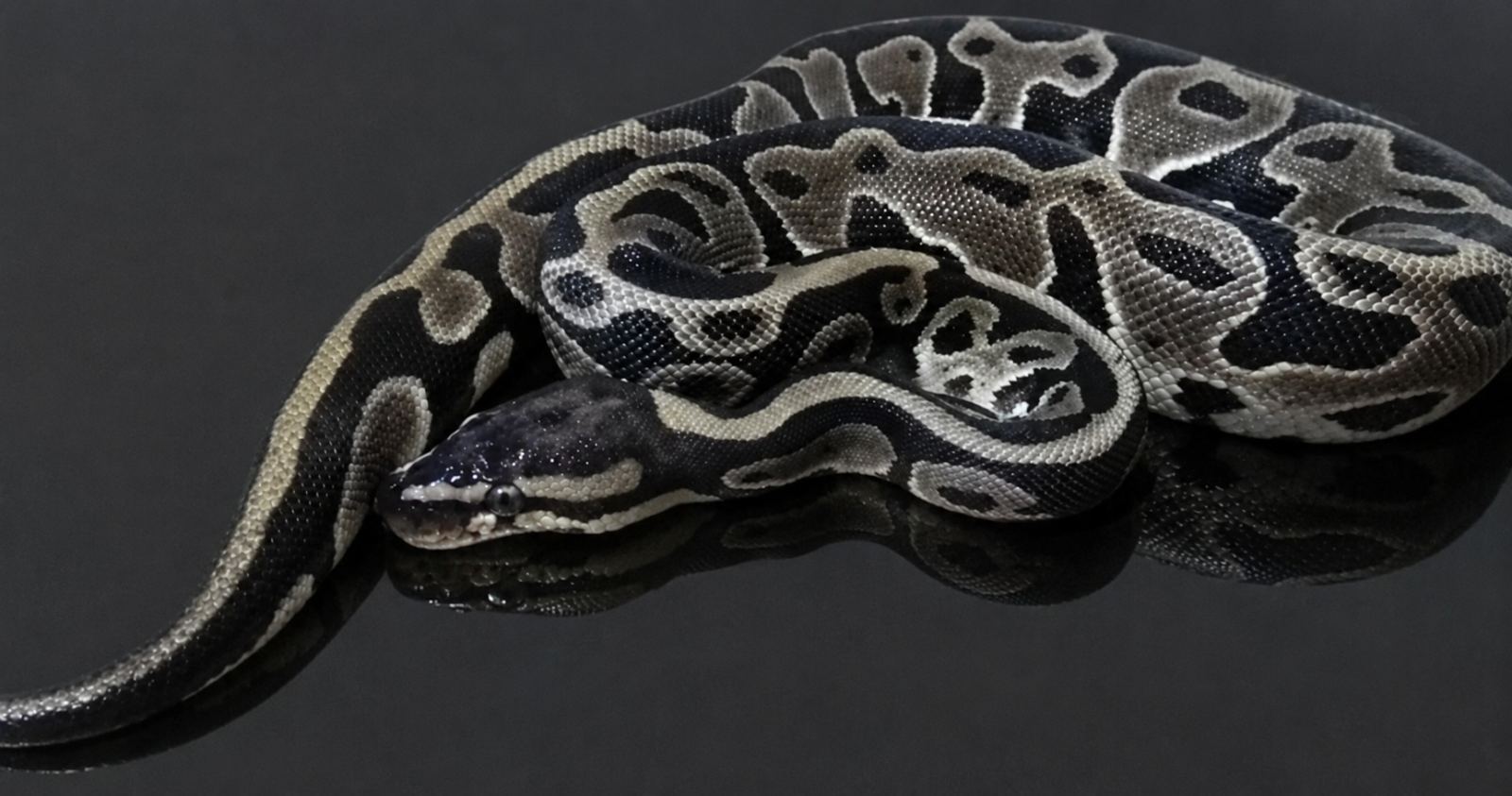 Königspython (Python regius) – Königspython 0.1 Leopard het. Clown 