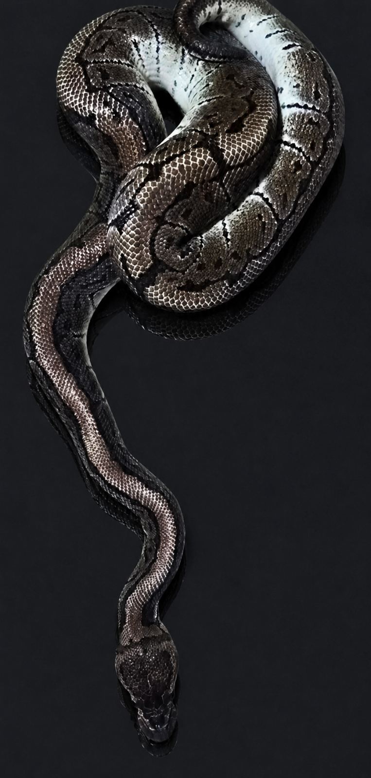 Königspython (Python regius) – Königspython 1.0 Pinstripe het. Clown