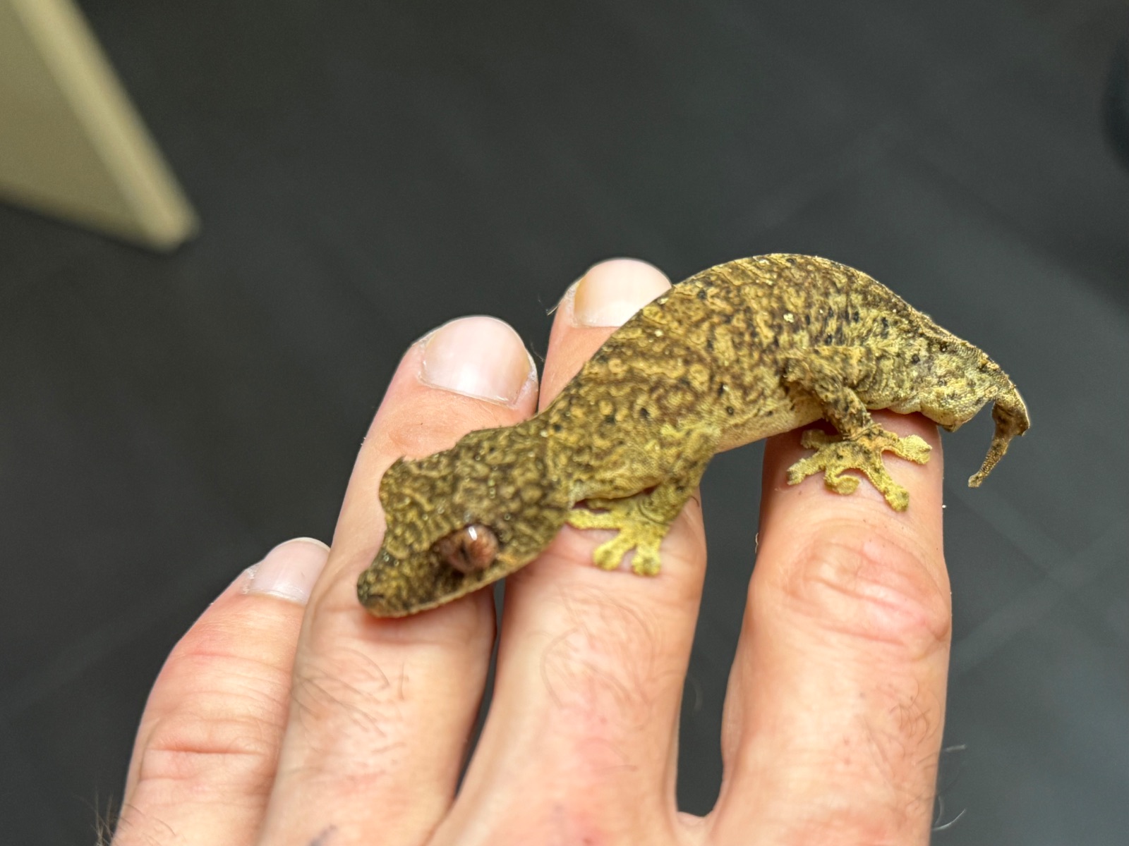 Satansgecko (Uroplatus phantasticus) – Uroplatus fiera