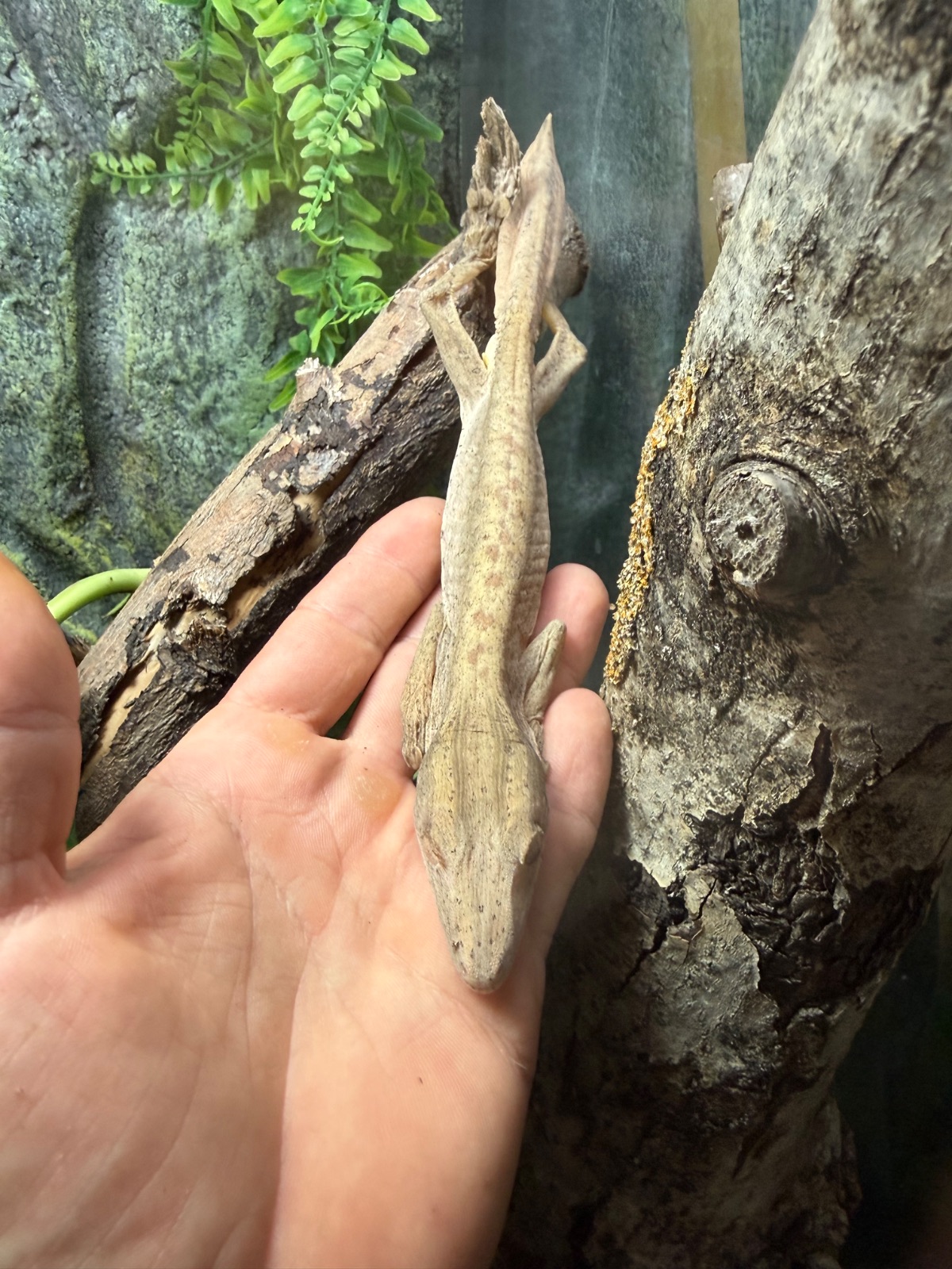Lineatus Blattschwanzgecko (Uroplatus lineatus) – Uroplatus lineatus