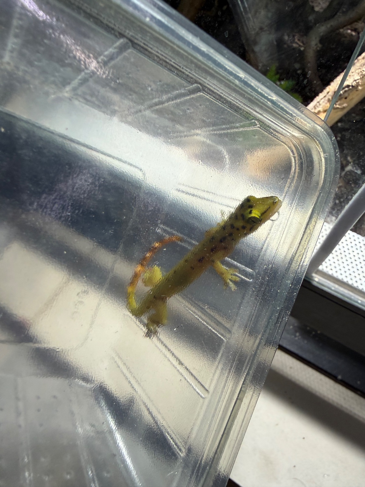 Rennereidechsen allgemein (Eremias spp.) im Terrarium