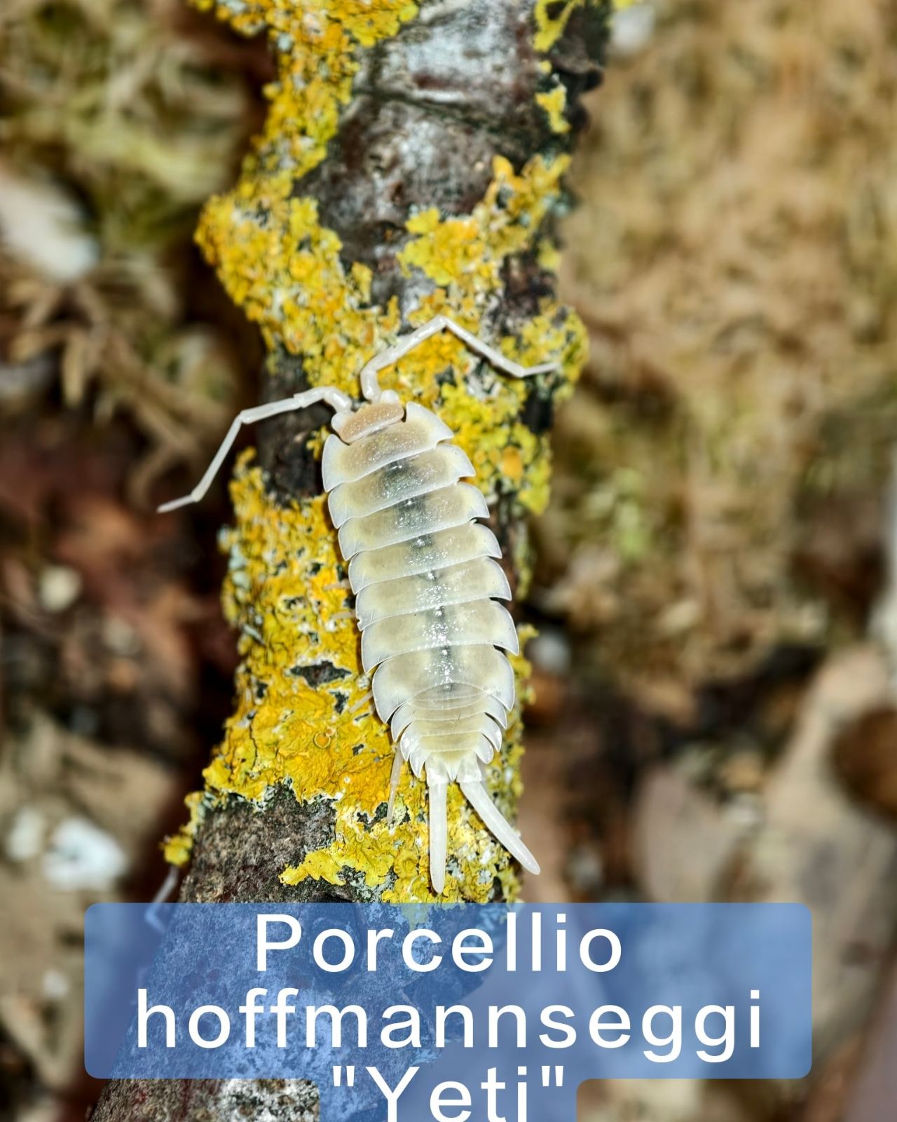Riesenassel (Porcellio hoffmannseggi) im Terrarium