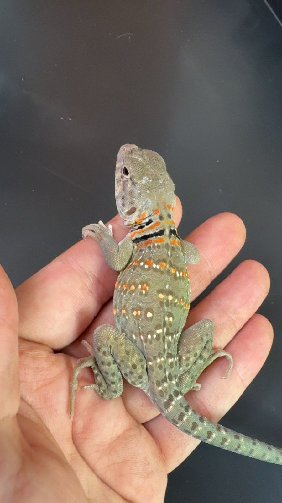 Halsbandleguan (Crotaphytus collaris) – 2.0 Crotaphytus collaris collaris 