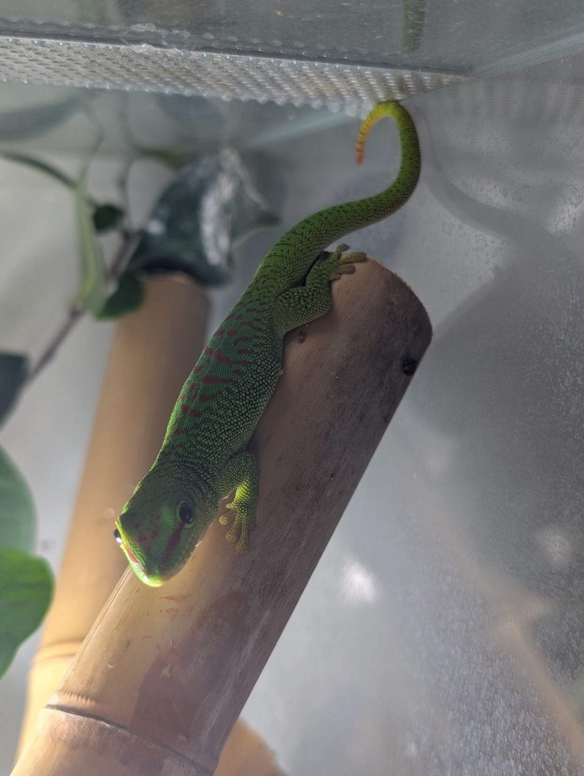 Großer Madagassischer Taggecko (Phelsuma grandis) – Phelsuma Grandis / Madagaskar Taggecko deutsche Nachzuchten 