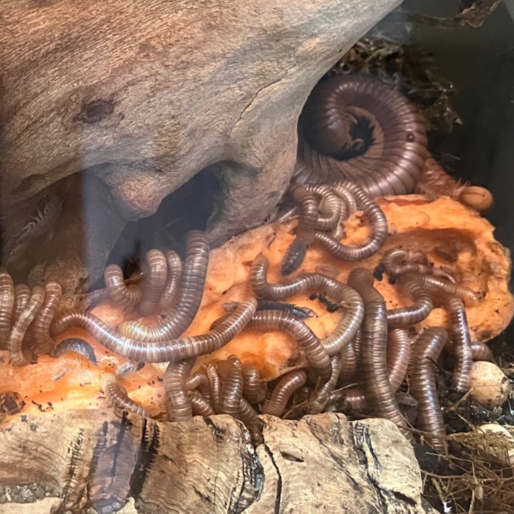 Roter Feuer-Tausendfüßer (Centrobolus ruber) im Terrarium