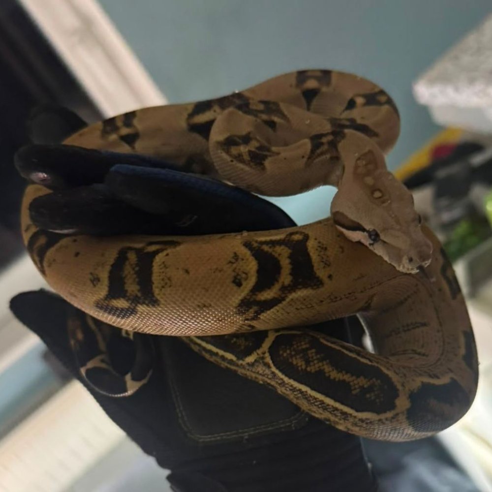 Kaiserboa (Boa constrictor imperator) – Boa Constrictor imp. 0.1 NZ2025 