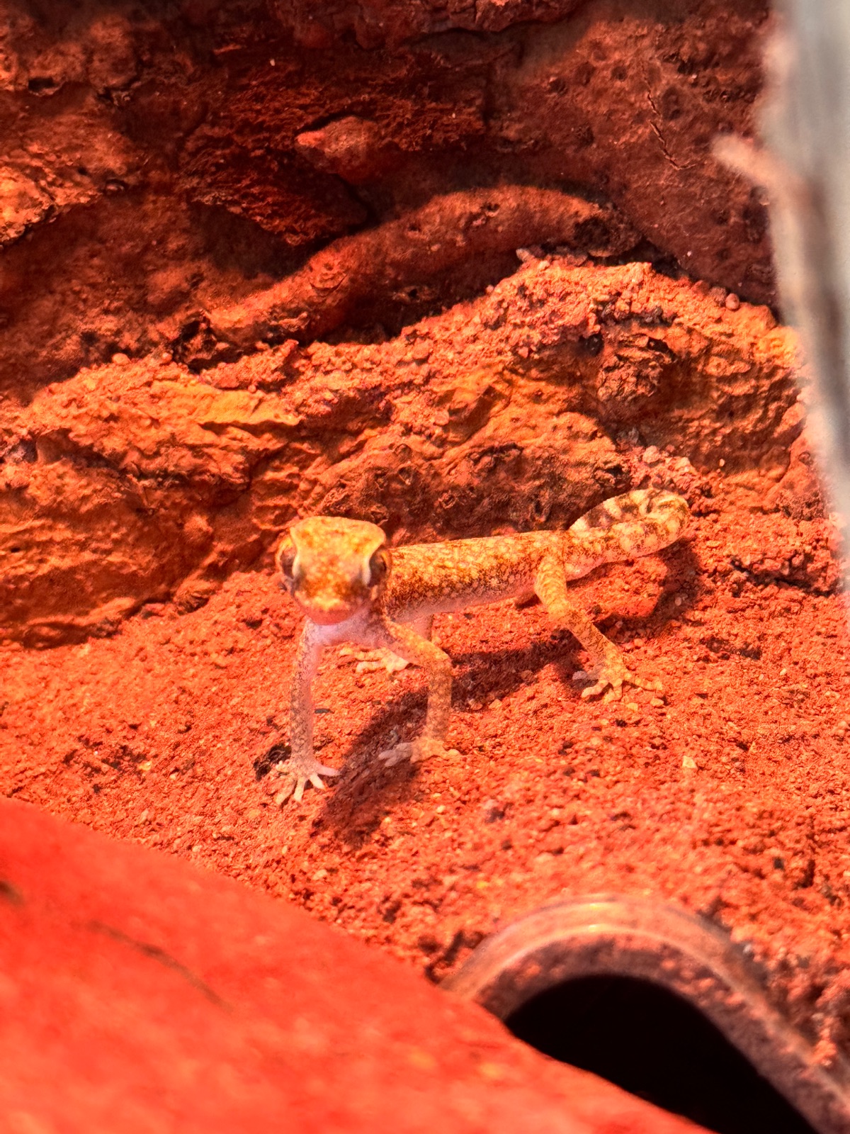 Tiger-Dickfingergecko (Pachydactylus tigrinus) im Terrarium