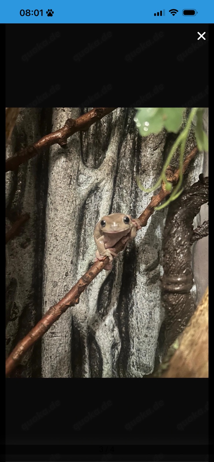 Korallenfinger / Weißer Laubfrosch (Litoria caerulea) – Korallenfinger 