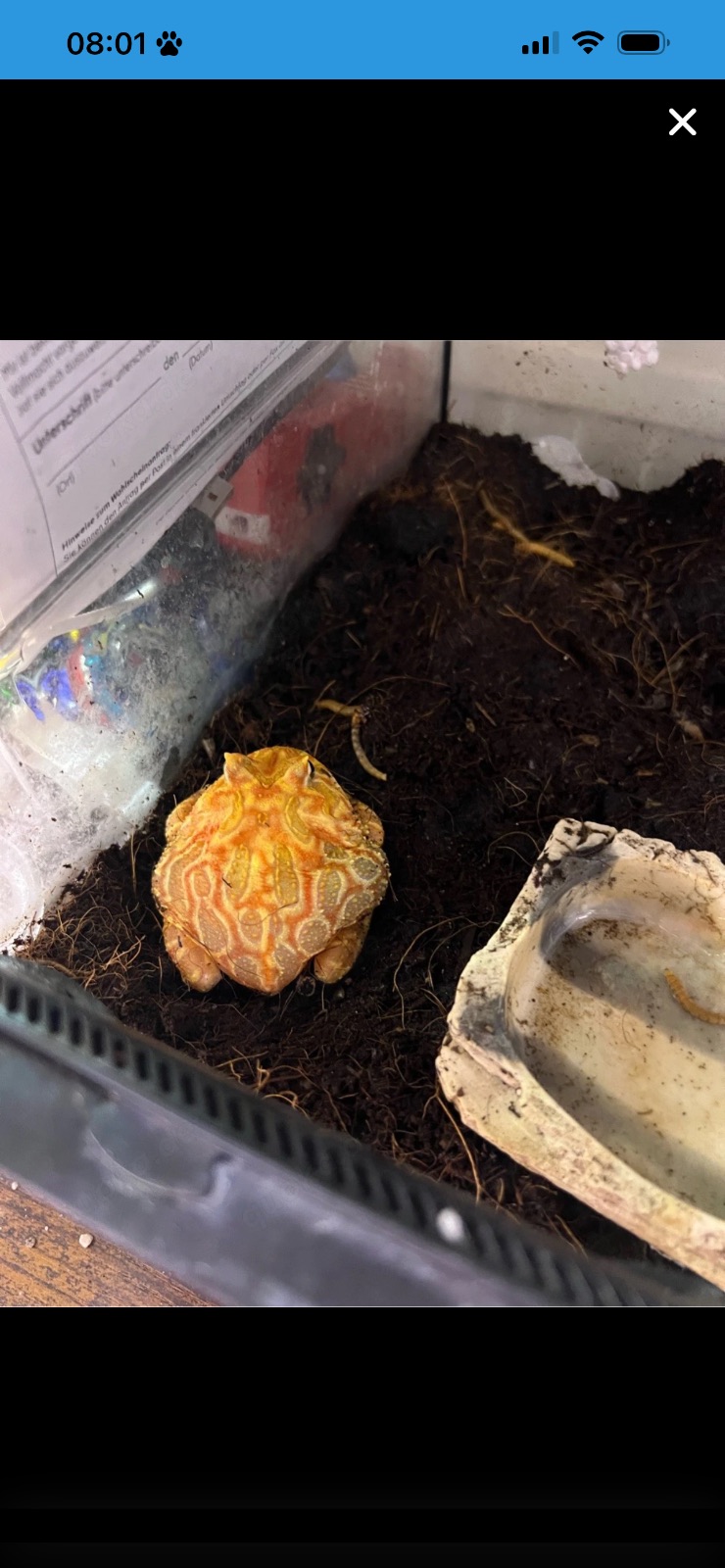 Schmuckhornfrosch (Ceratophrys ornata) – Schmuckhorn