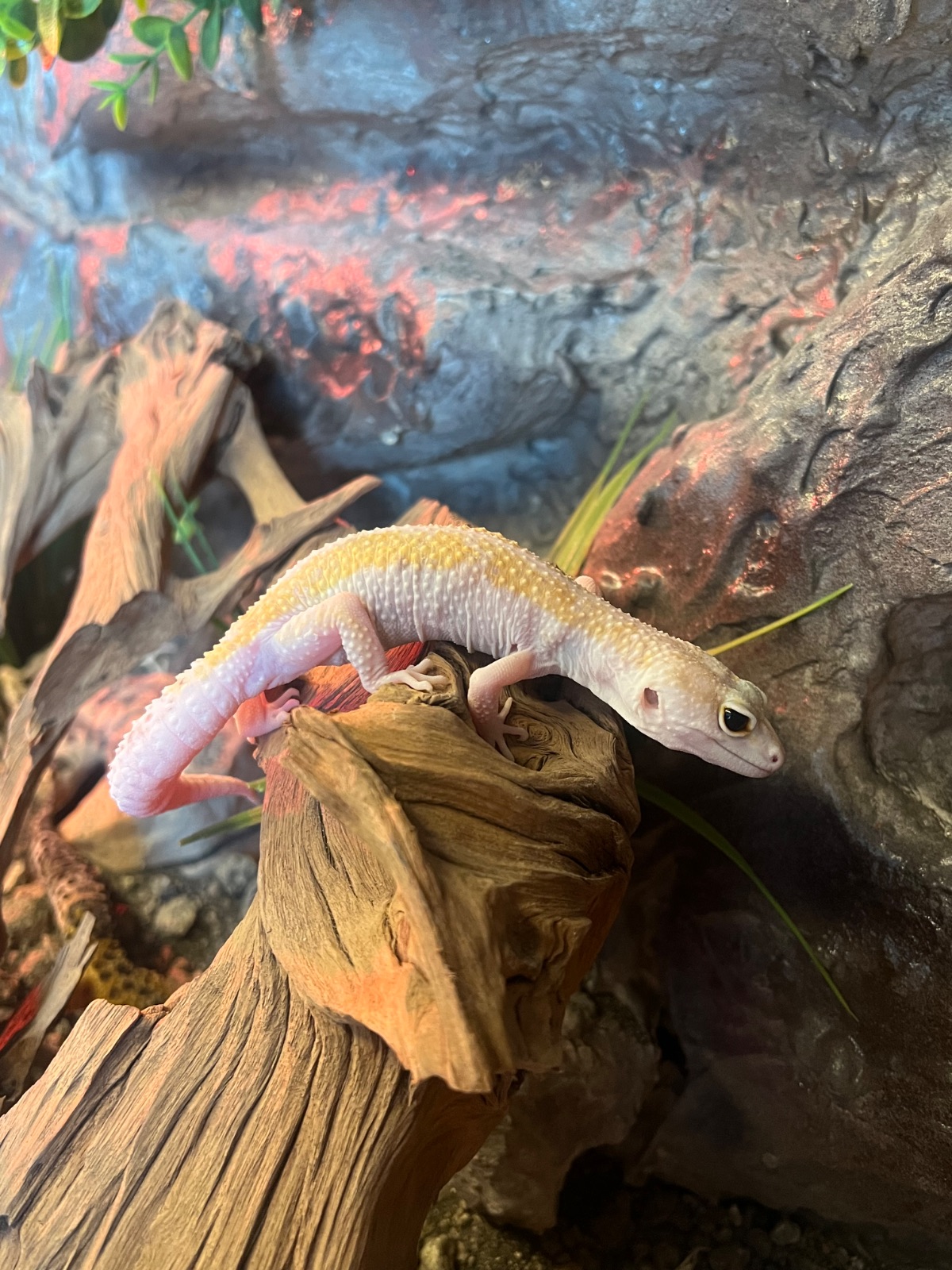 Leopardgecko (Eublepharis macularius) – 0.1 W&Y Bell Albino