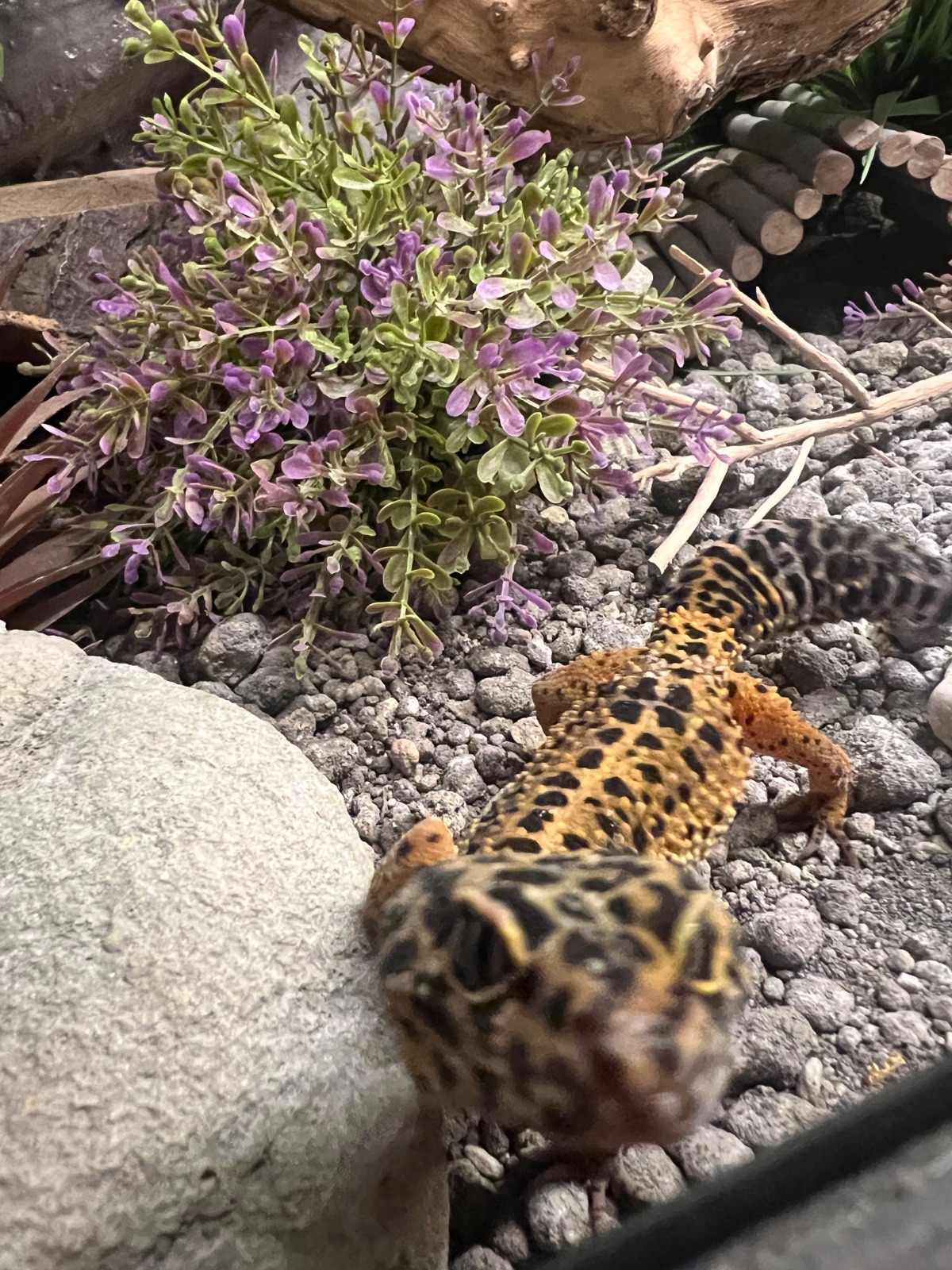 Leopardgecko (Eublepharis macularius) – 0.1 Tangerine Wildtypmix