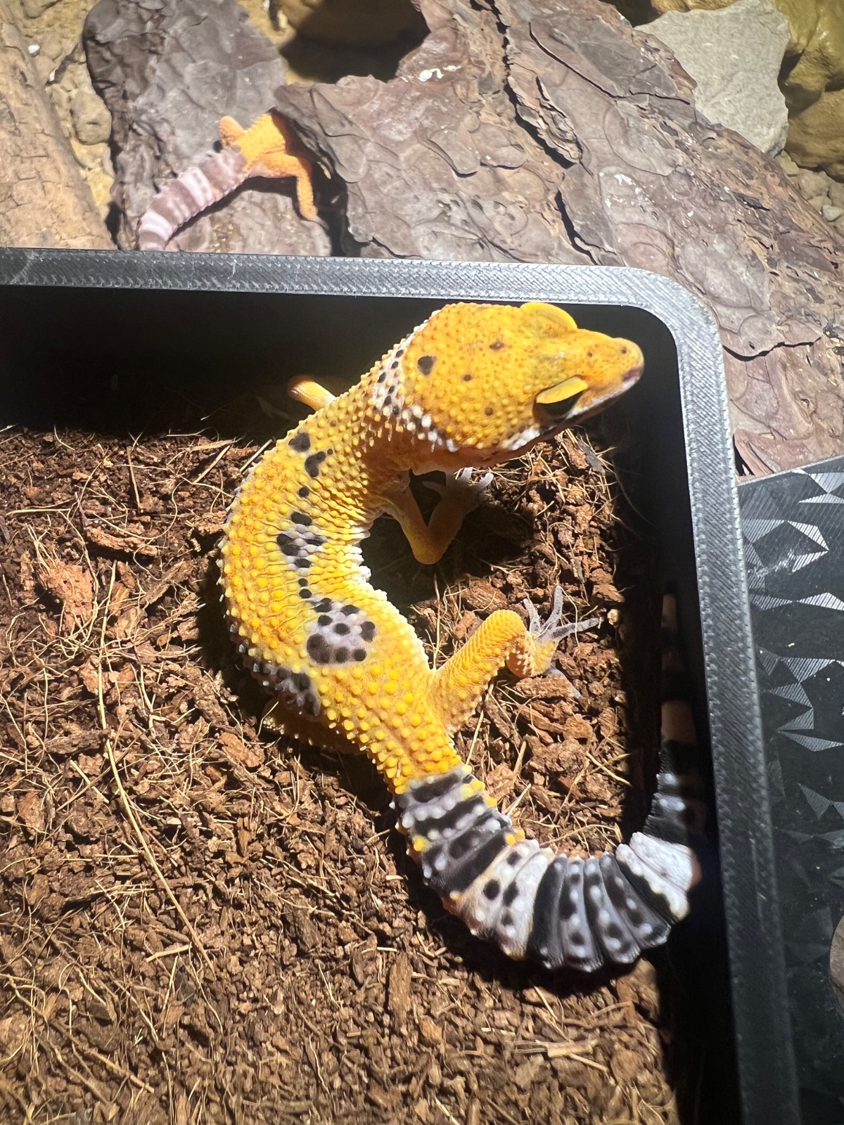 Leopardgecko (Eublepharis macularius) – Leopardgeckos ENZ