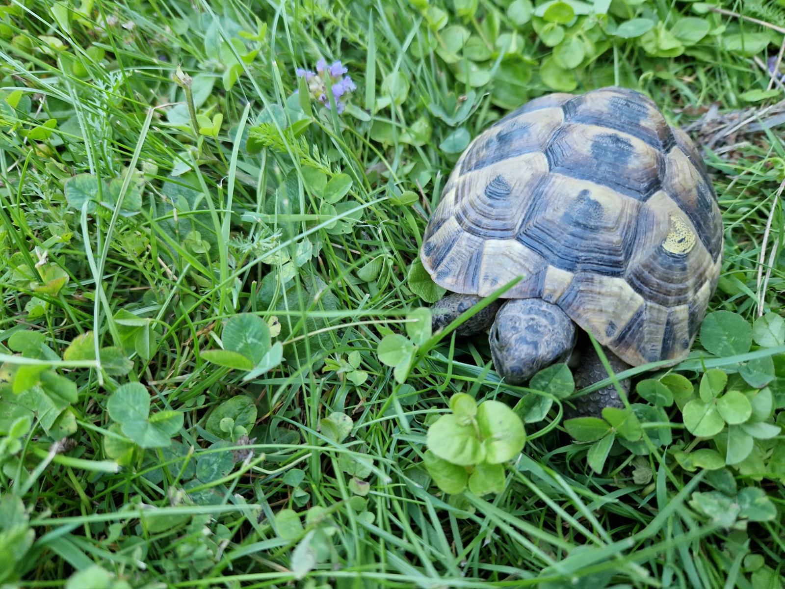 Maurische Landschildkröte – Iberisch (Testudo graeca graeca) im Terrarium