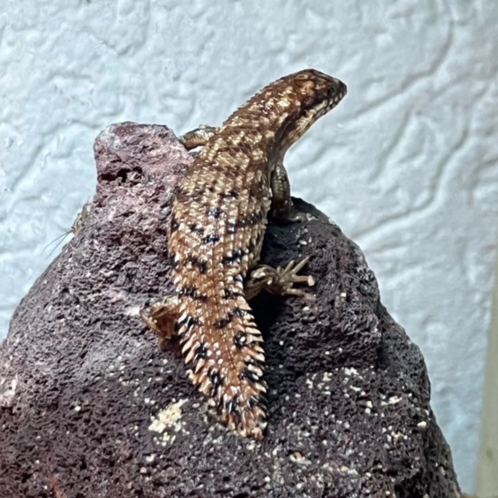 Hübscher Stachelskink (Egernia formosa) im Terrarium