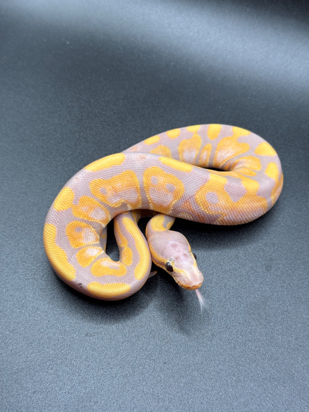 Königspython (Python regius) – 2.0 Banana 66% het genetic Stripe