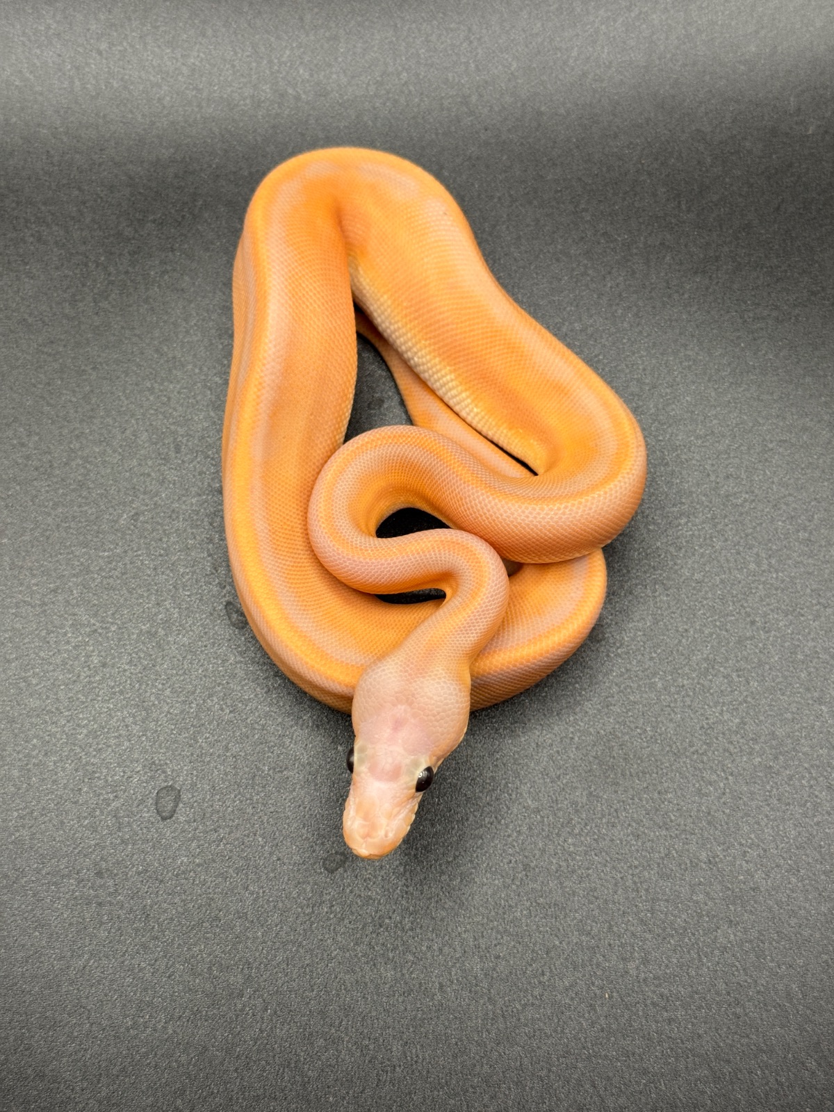 Königspython (Python regius) – 2.0 Banana Genetic Stripe 