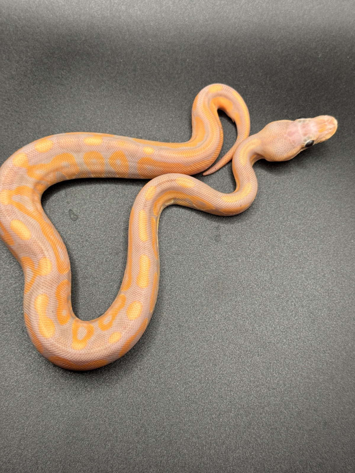 Königspython (Python regius) – 2.0 Banana Black Pastel 66%het GS