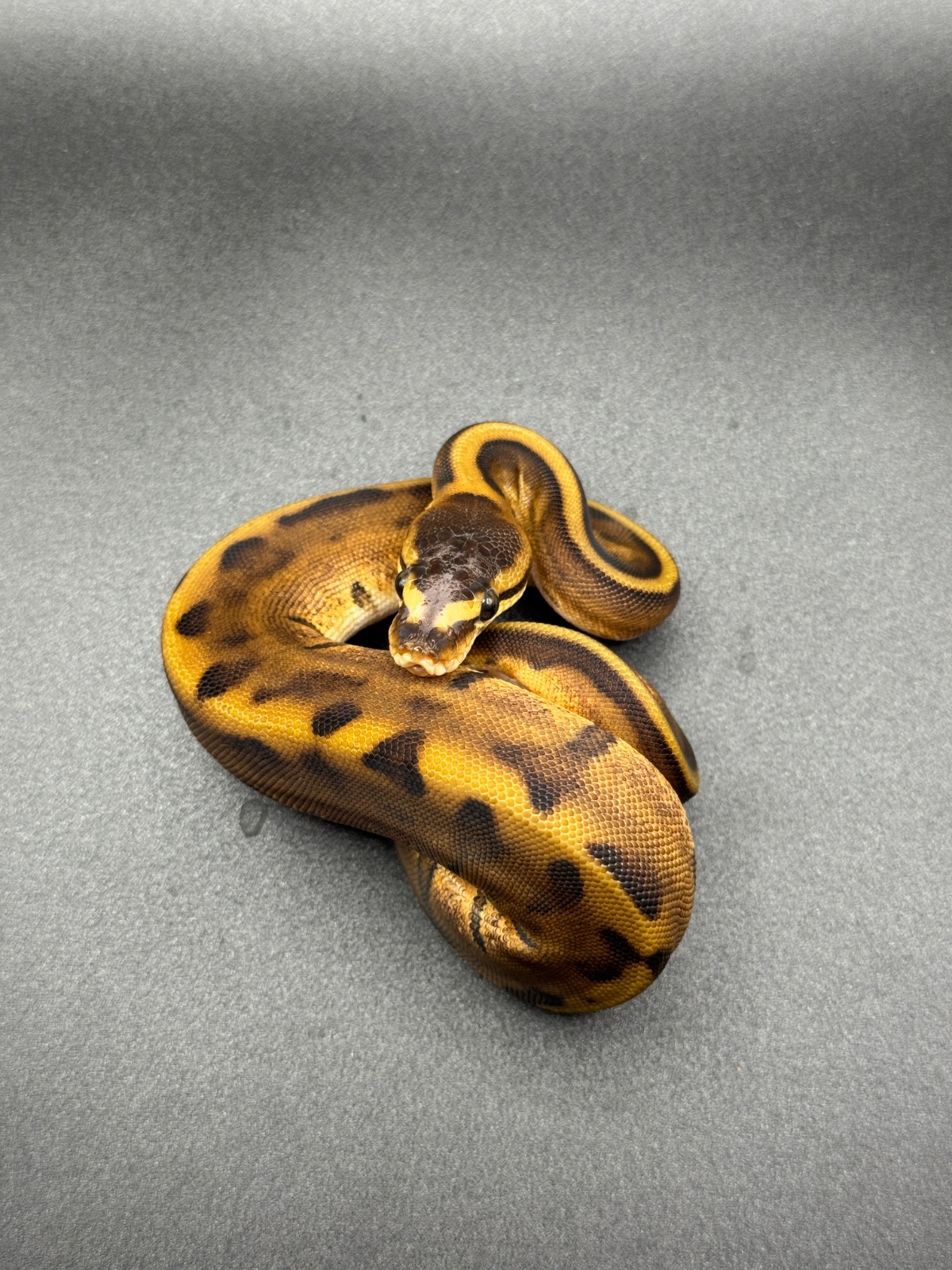 Königspython (Python regius) – 0.1 Genetic Stripe 
