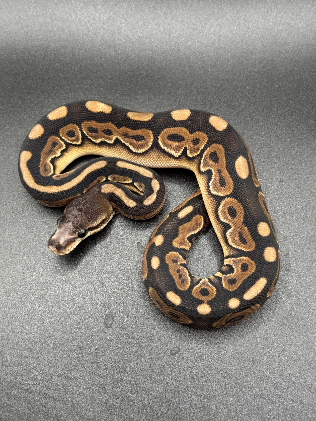Königspython (Python regius) – Black Pastel Königspython