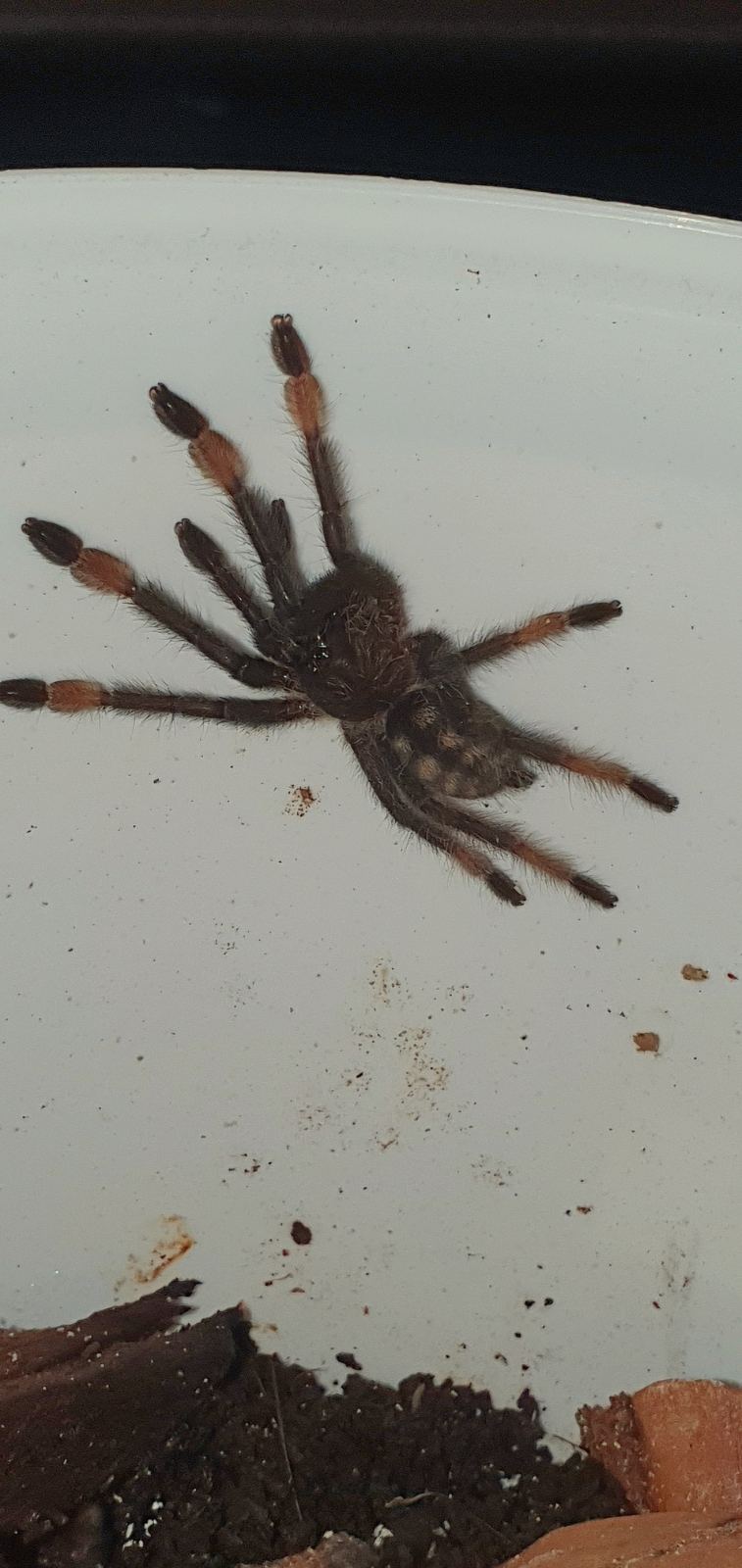 Venezolanische Sonnen-Vogelspinne (Psalmopoeus irminia) – Psalmopoeus irminia 