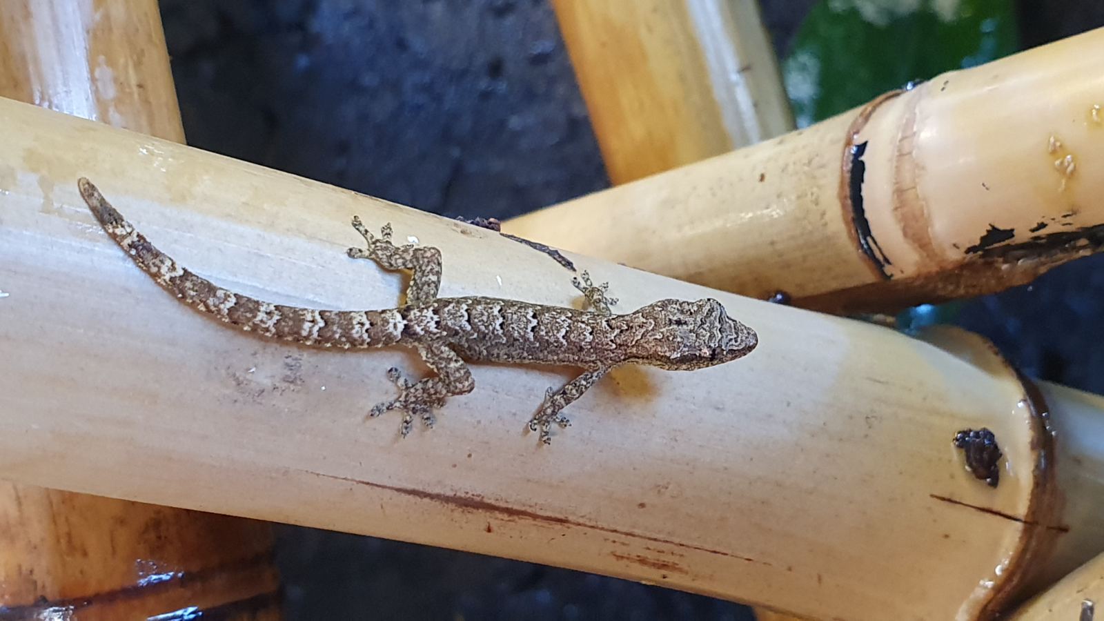 Jungferngecko (Lepidodactylus lugubris) – Jungferngeckos Lepidodactylus lugubris