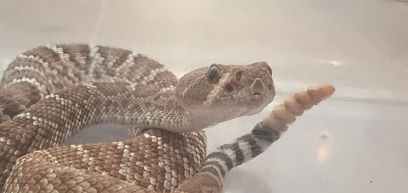 Rote Diamant-Klapperschlange (Crotalus ruber) – Crotalus ruber Rote-Diamant-Klapperschlange
