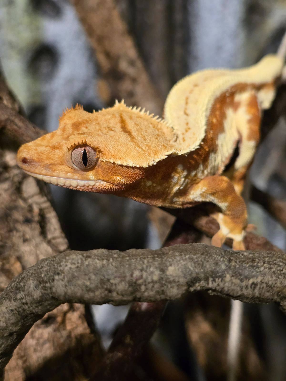 Kronengecko (Correlophus ciliatus) – Kronengecko 