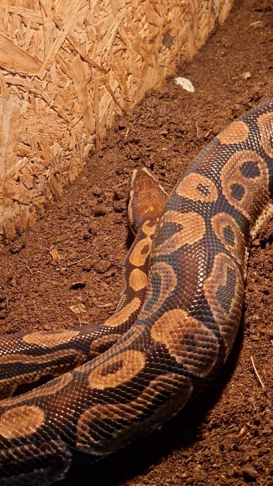 Königspython (Python regius) – Zuhause gesucht königspy 