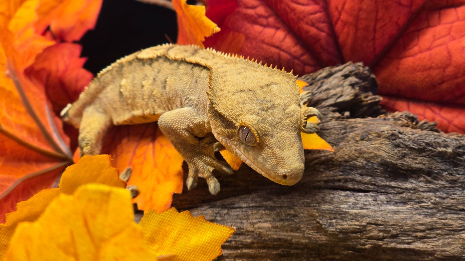 Kronengecko (Correlophus ciliatus) – Pet Only Kronengecko 
