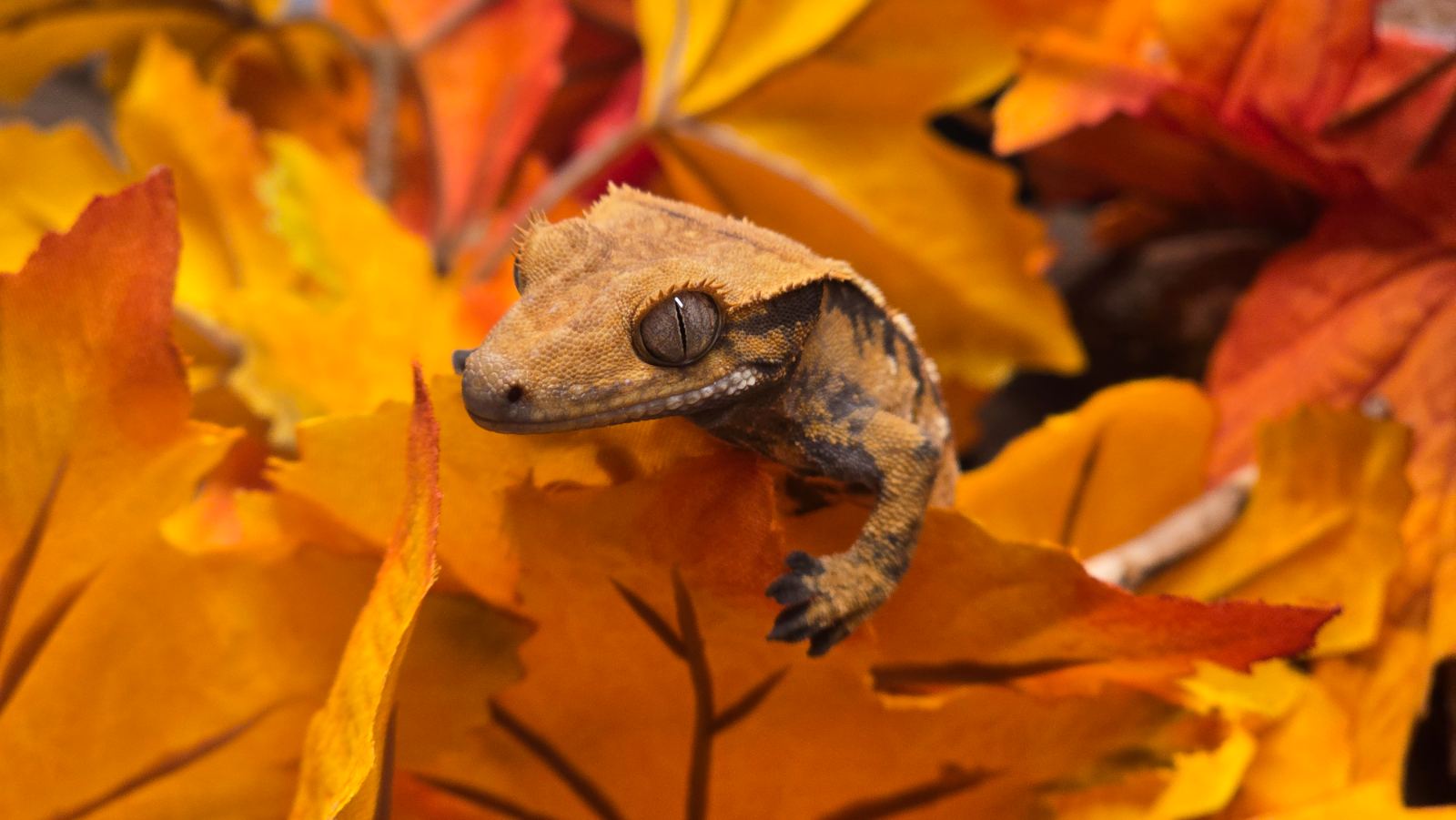 Kronengecko (Correlophus ciliatus) – Kronengecko 