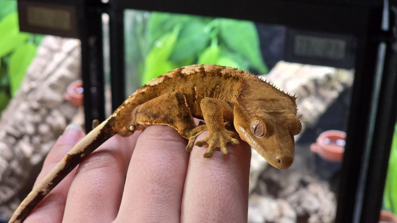 Kronengecko (Correlophus ciliatus) – Kronengecko Männchen 