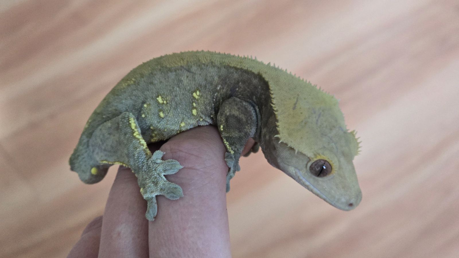 Kronengecko (Correlophus ciliatus) – Kronengecko Männchen
