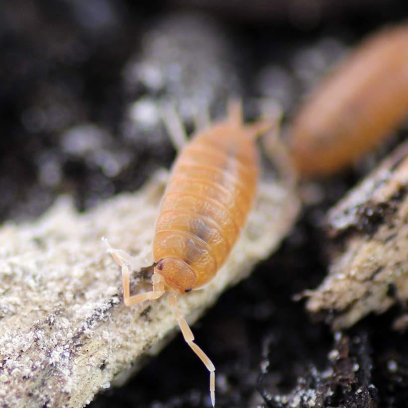 Kubanische Assel (Porcellionides pruinosus) – Kubanische asseln orange 