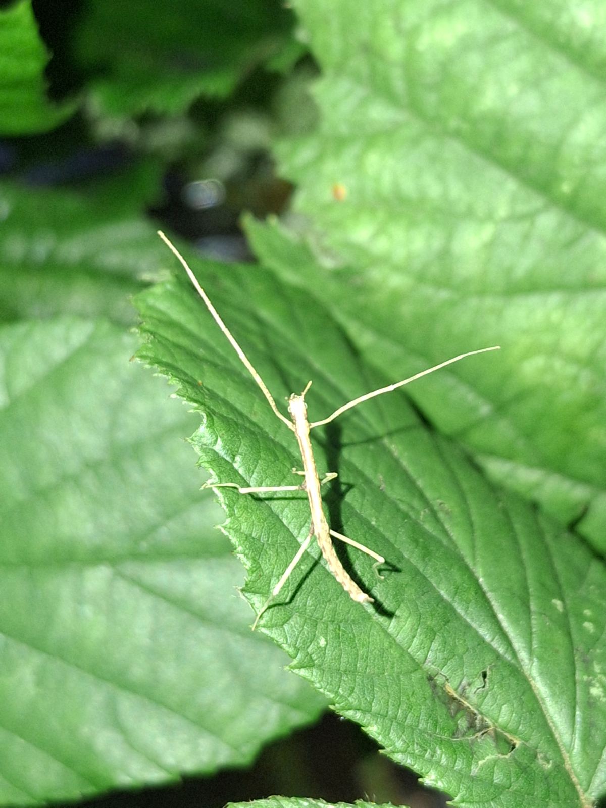 Vietnamesische Stabschrecke (Medauroidea extradentata) – Blaue anam stabhschrecken 
