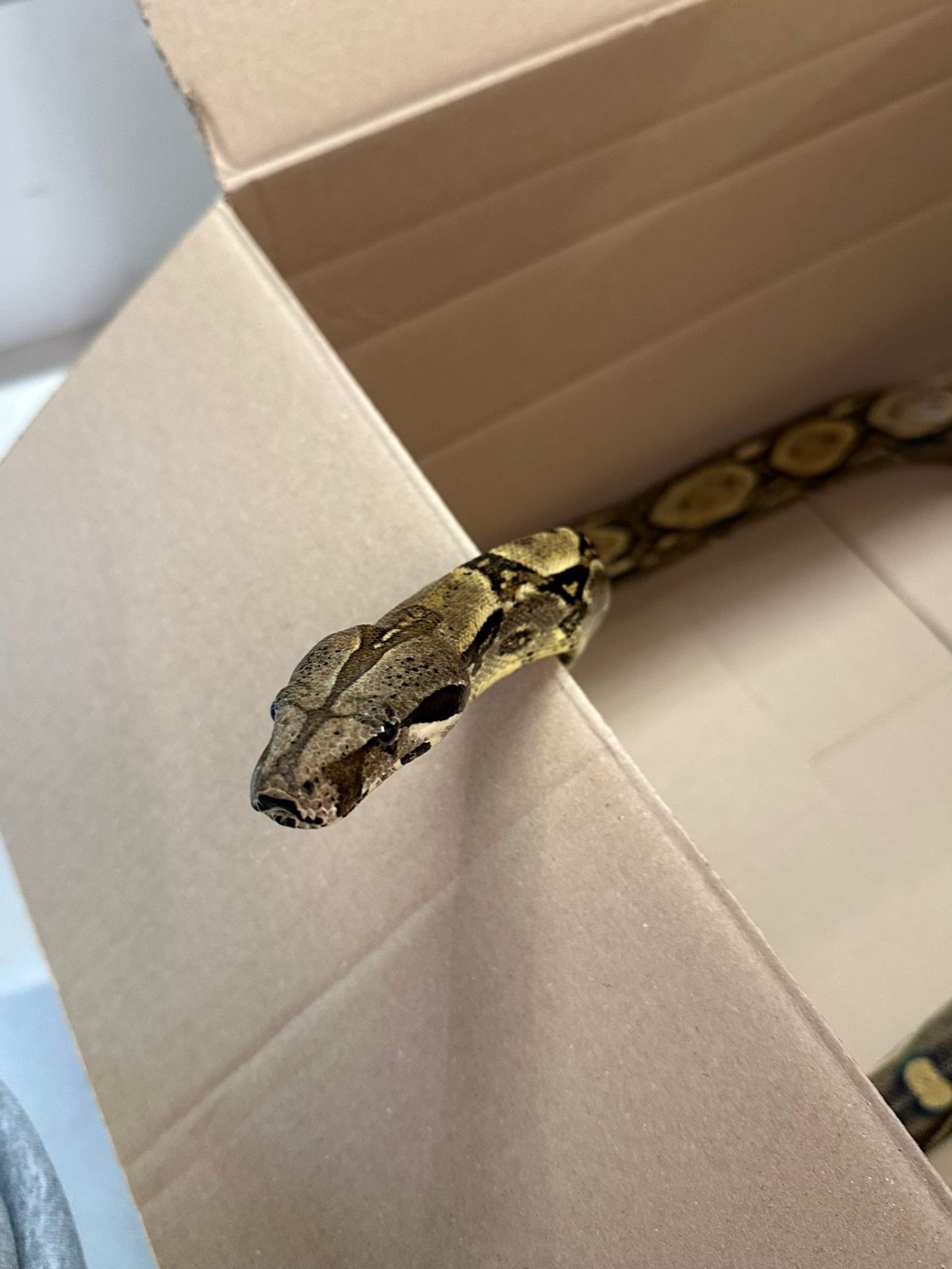 Kaiserboa – Costa Rica (Boa constrictor imperator) im Terrarium