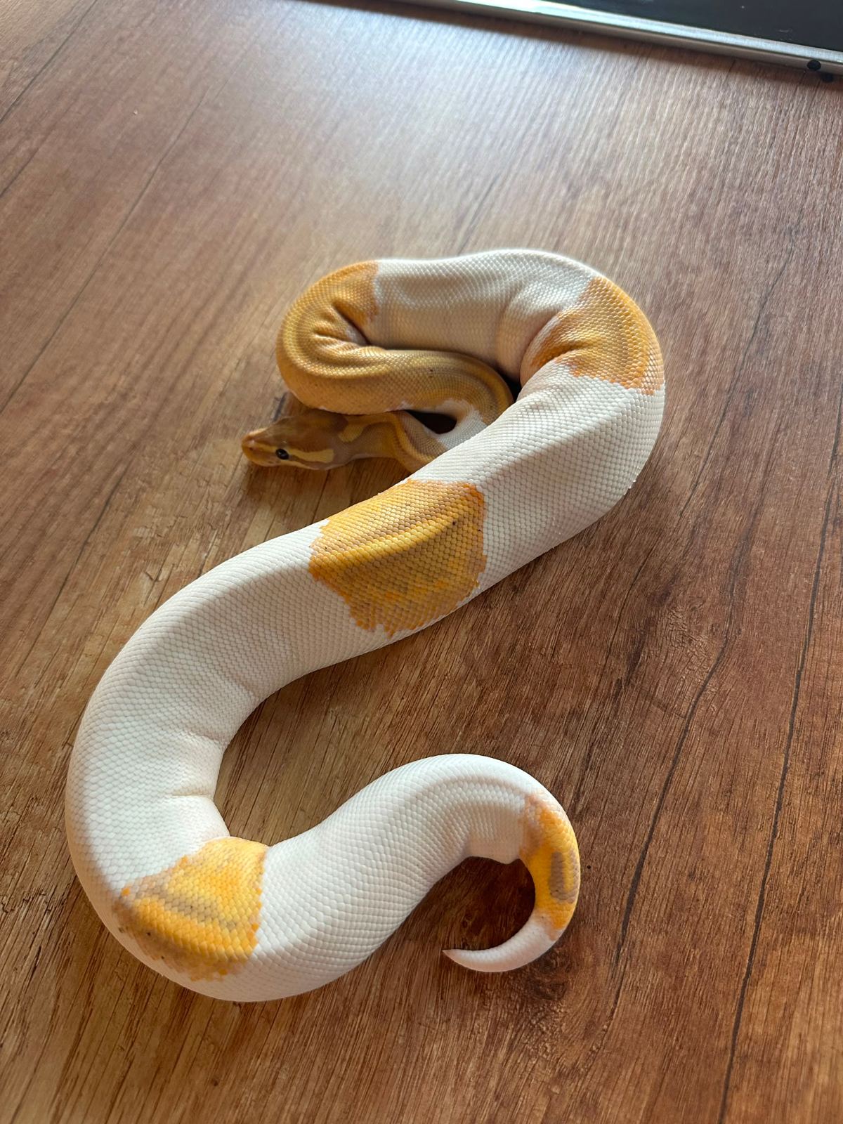 Königspython (Python regius) – 1.0 Banana Pied Redstripe – Female Maker