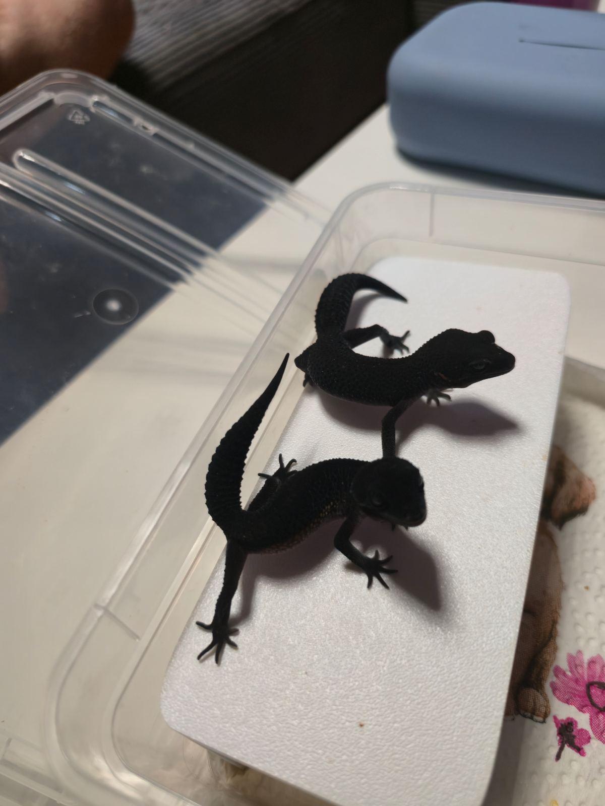 Leopardgecko (Eublepharis macularius) – Leopardgeckos