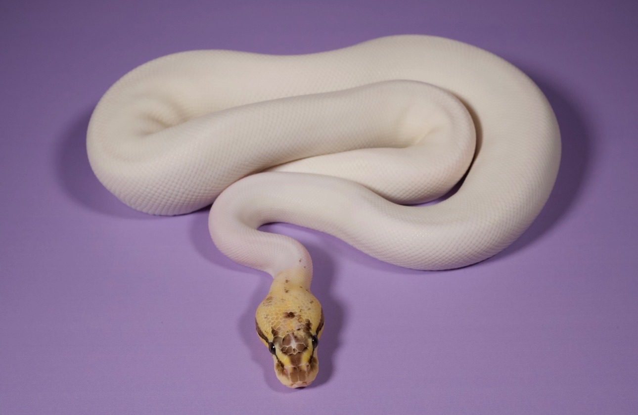 Königspython (Python regius) – 0.1 Pastel Yellowbelly Leopard Trick Piebald het. Clown