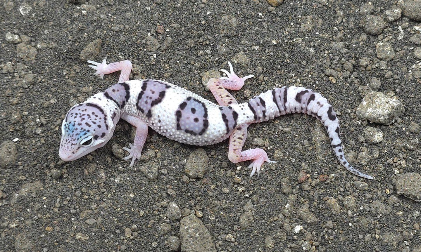Leopardgecko (Eublepharis macularius) – 0.1 Mack Snow Eclipse - 100% het Diablo Blanko (Super Giant / Giant) Leopardgecko 