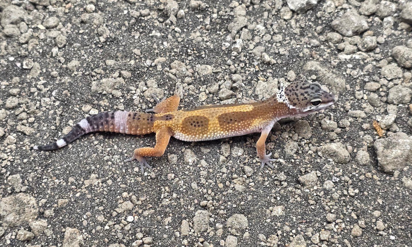 Leopardgecko (Eublepharis macularius) – 0.1 Black Night Blood Mandarin  Leopardgecko 