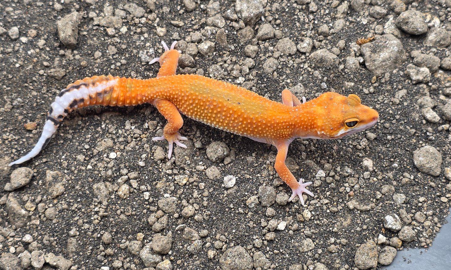 Leopardgecko (Eublepharis macularius) – 0.1 Blood Mandarin 66% het Eclipse  Leopardgecko 