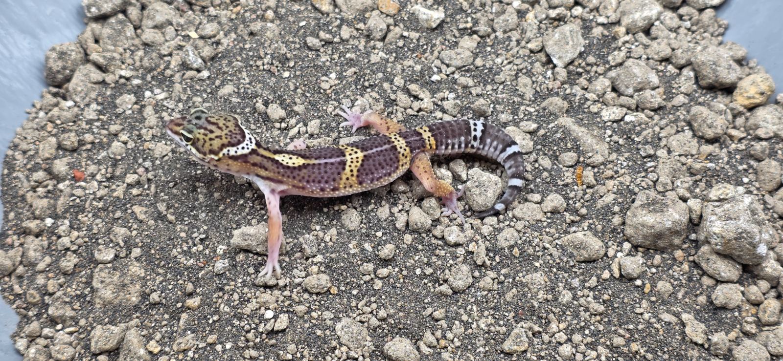 Leopardgecko (Eublepharis macularius) – 1.0 Black Night Leopardgecko 